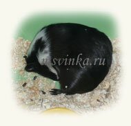 Новорожденные морские свинки фото