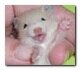 Искуственное вскармливание крыса хомяк мышка - мелких грызунов